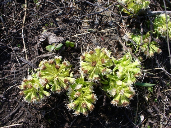 Môže mi niekto povedať čo je to za kvet ?