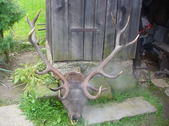 Jeleň naideny dnes rano 2