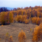 Luka so zlatymi  Brezami
