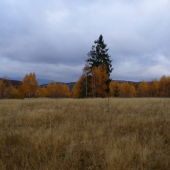 Čierny kraľ  zlatej krajiny