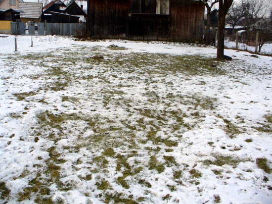 Rano na zahrade pri dome.