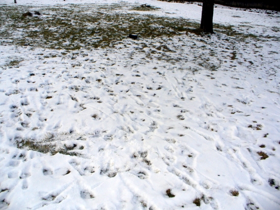 Stopy vysokej na zahrade pri dome .2
