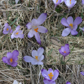 šafrany