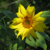 Slnecnica