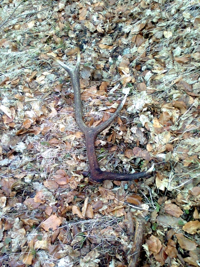 minuloročný osmorák