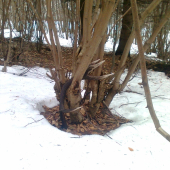 Marec 2013 - minuloročný zhod