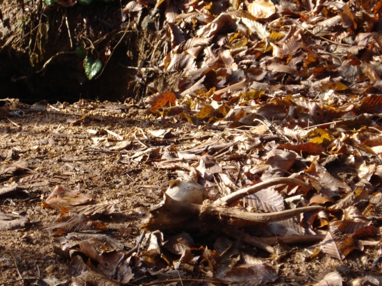 Rarita pri líščej nore 1