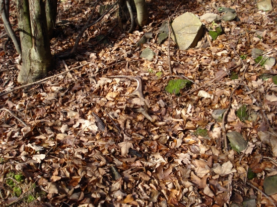 Dnešná vychádzka - zabudnutý 12-torák