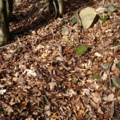 Dnešná vychádzka - zabudnutý 12-torák