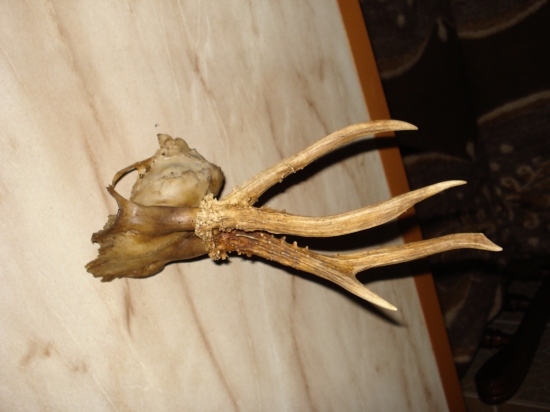 Rarita pri líščej nore 2