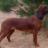 Tosca (11 mesiacov)