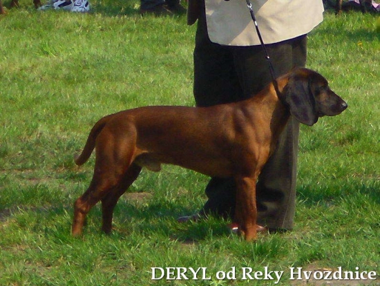 M. Vystava psov OPOLE