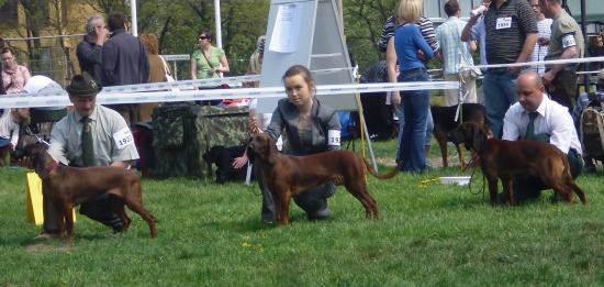 M. Vystava psov OPOLE