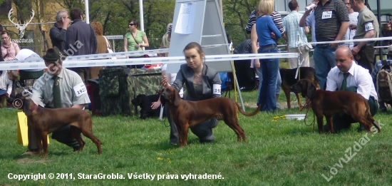 M. Vystava psov OPOLE