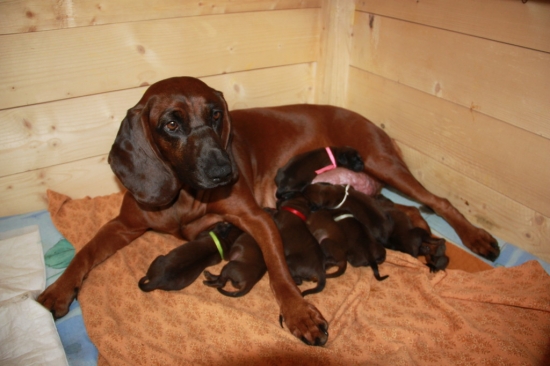 TOSCA Ze Starej Grobli - vrh D