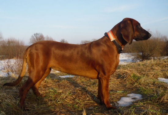 Tosca ze Starej Grobli