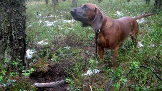 Tosca ze Starej Grobli