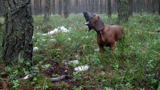 Tosca ze Starej Grobli