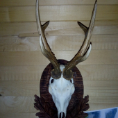 Trofej z hôr. 2017.ID 335061.