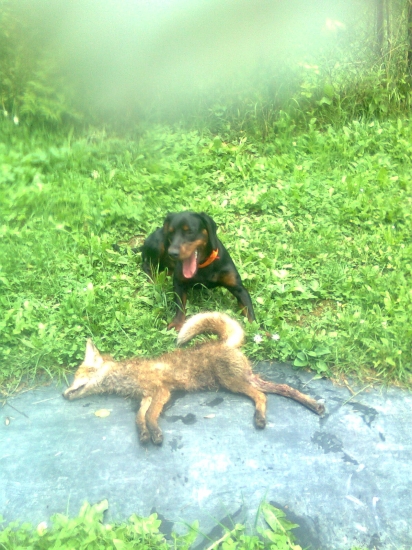 Tlmenie škodnej počas výcviku