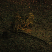 Prasiatka