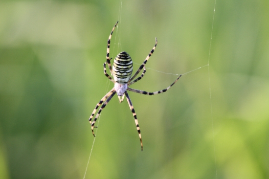 Pripantal sa pod nohy