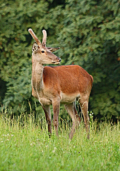 špicák
