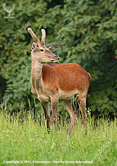 špicák