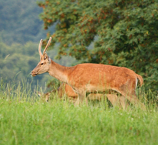 lykáč