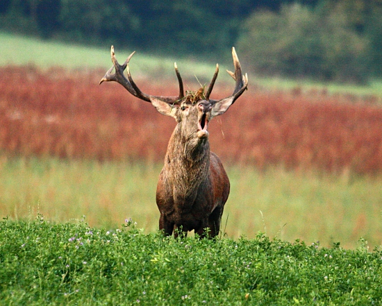 Až sa zem triasla...
