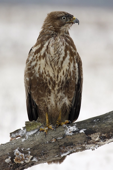 Buteo buteo