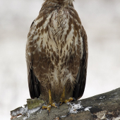 Buteo buteo