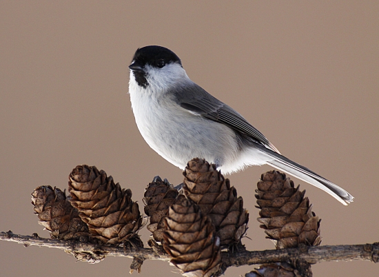 Sýkorka leskohlavá