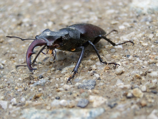 chudák asi silno zápasyl