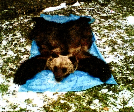 Strelený medveď