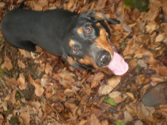 Slovenský kopov v akcii