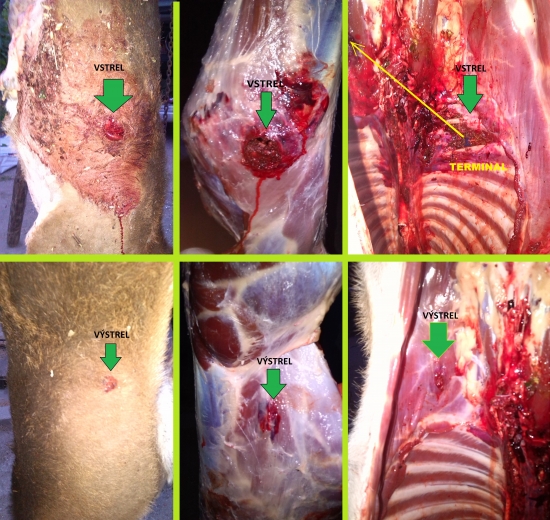 Sellier-Bellot Sierra GameKing 11,35g.7x57