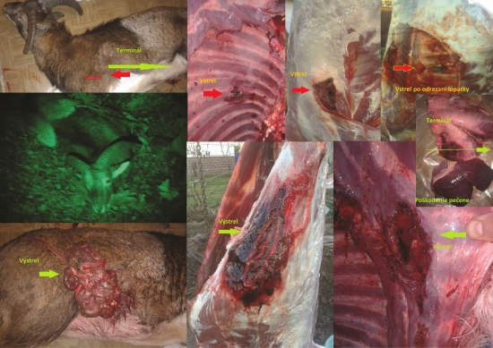 SaB Sierra GameKing 11,35g 7x57 (Mauser 98)