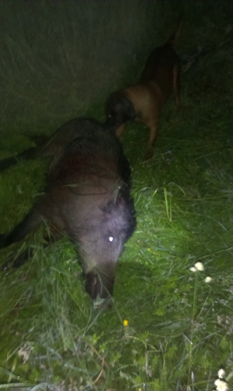 dohľadávka diviaka