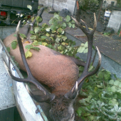 jelen z hencelovho kuta