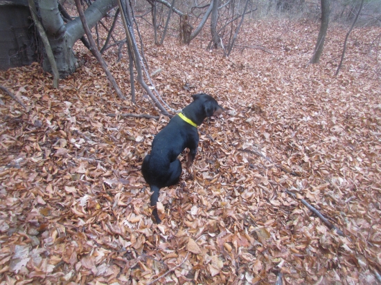 Môj spoločník na dnešnej spoločnej polovačke