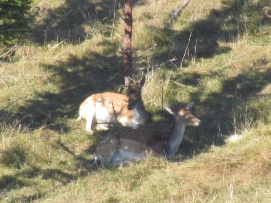 na jesennom slniečku