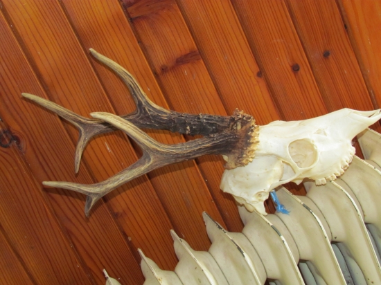 starkého strieborný srnec ...