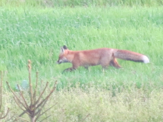 líštička na jarnom ovsi :)