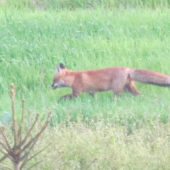 líštička na jarnom ovsi :)