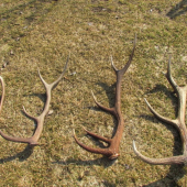 2-osem toráky,jeden desať torák a štrnácť torak