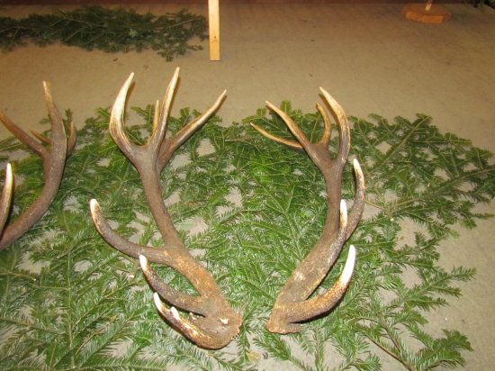 chovaťeľská prehliadka Hriňová 2012