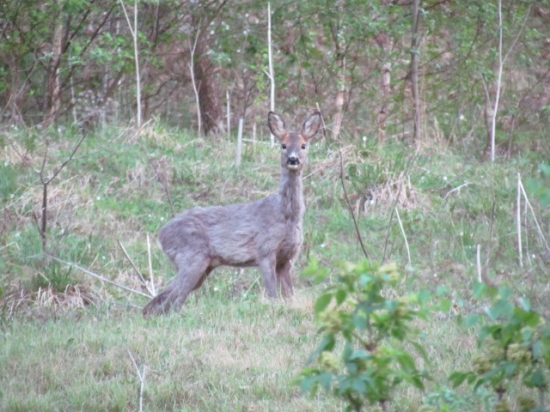 spozorovala pohyb