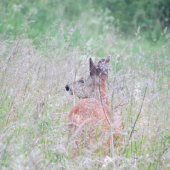 už je vysoká tráva
