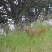 ešte nevytlčený ...